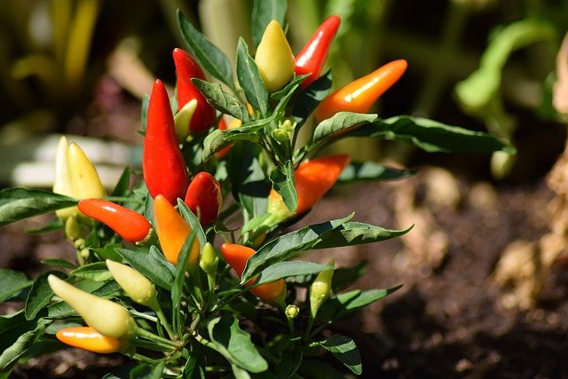 Beneficios-da-Pimenta Benefícios da Pimenta para a Saúde