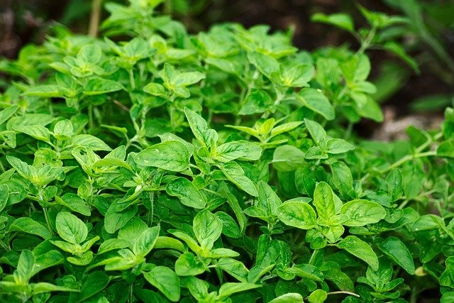 Beneficios-do-Oregano Benefícios do Orégano para a Saúde