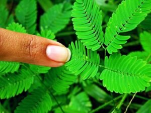 Plantas-Realmente-Dormem-1-300x225 🌿 Por Que as Plantas Também “Dormem”? O Mistério Natural Que Pouca Gente Conhece!