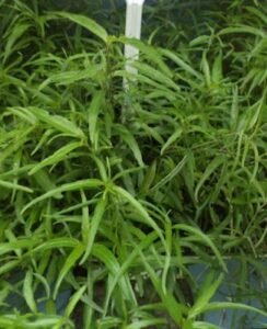 Plantas-Realmente-Dormem-2-244x300 🌿 Por Que as Plantas Também “Dormem”? O Mistério Natural Que Pouca Gente Conhece!